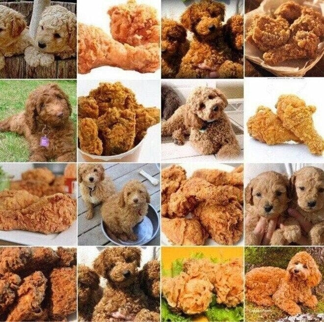 개 사진이 포함된 타일을 고르십시오