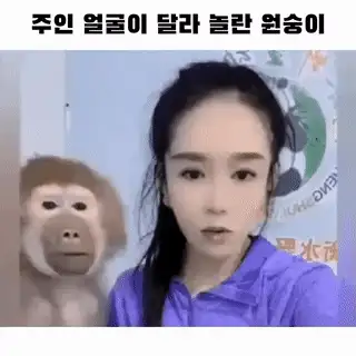 필터 씌운 주인 얼굴이 달라 놀란 원숭이 ㅋㅋ