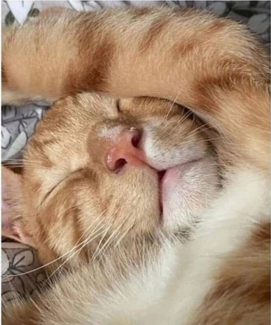 1시간동안 고양이 찾은사람