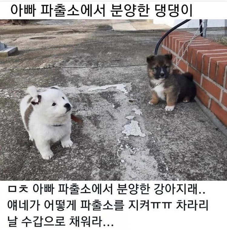 한국 전통 경비견 특별한 아름다움, 자랑스러운 품종 소개