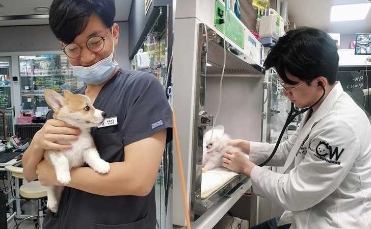 수의사들의 민낯