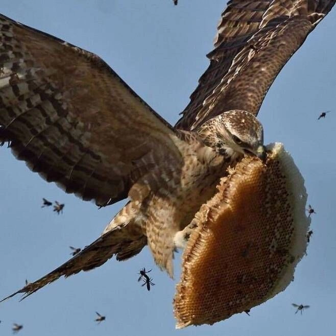 매형이 꿀빨려고 집들고 날랐다