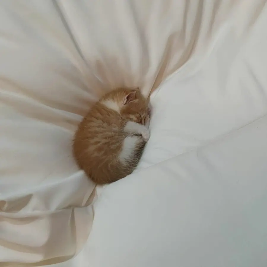 방석이 너무 크다