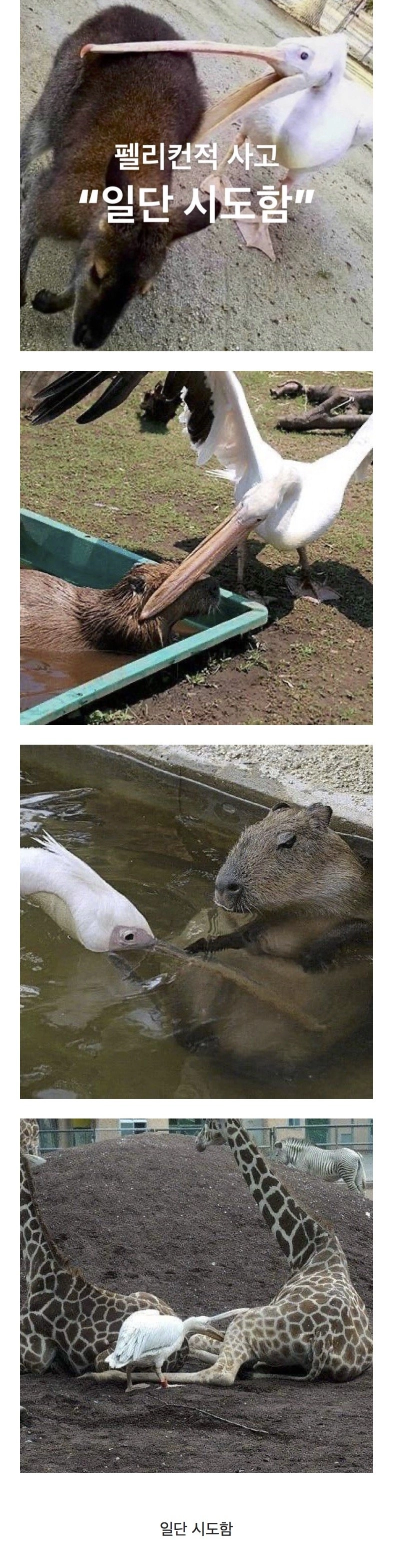 싱글벙글 펠리컨적 사고