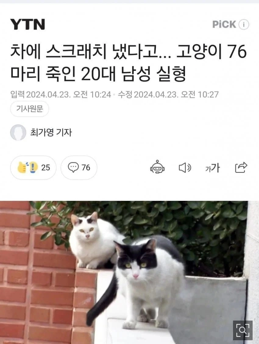 차에 스크래치 냈다고 길고양이 죽인 20대 실형