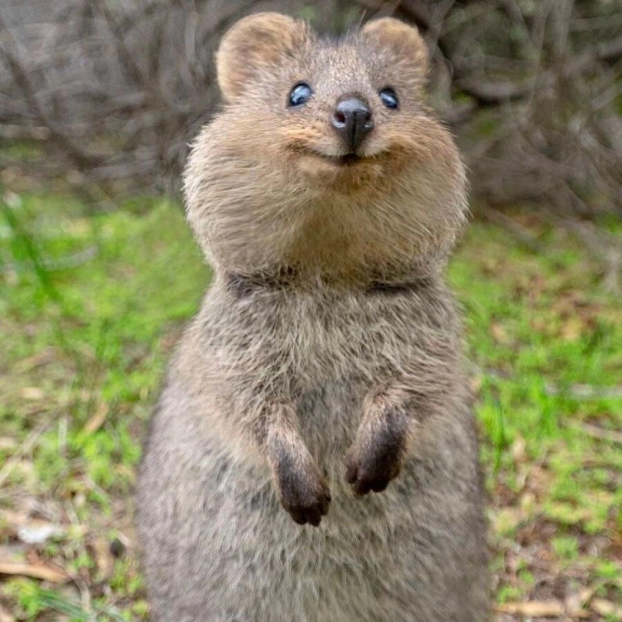 세상에서 가장 행복한 동물