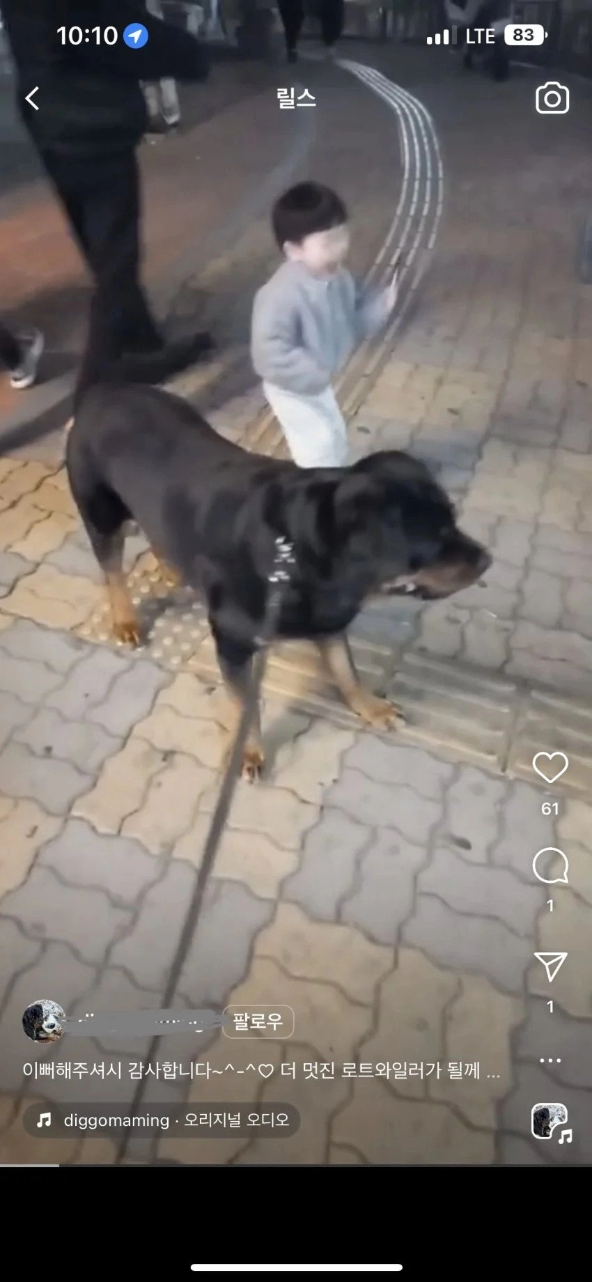 맹견을 어린이 놀이터에 푼 어느 미친견주