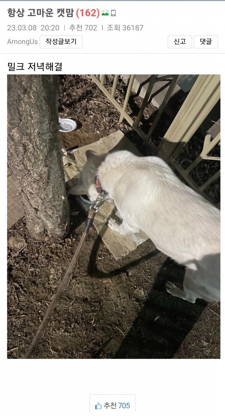 항상 고마운 캣맘