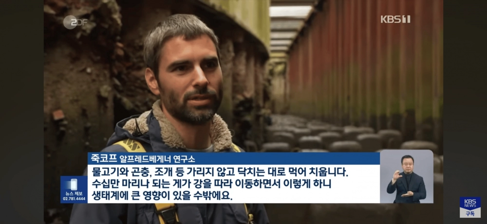 독일, 참게의 습격으로 생태계 위협