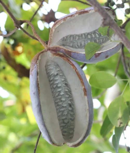 조선의 바나나 라는 과일