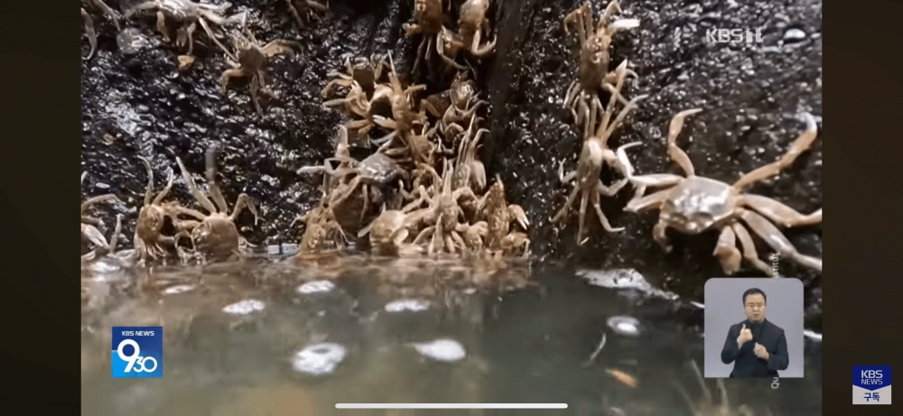 독일, 참게의 습격으로 생태계 위협