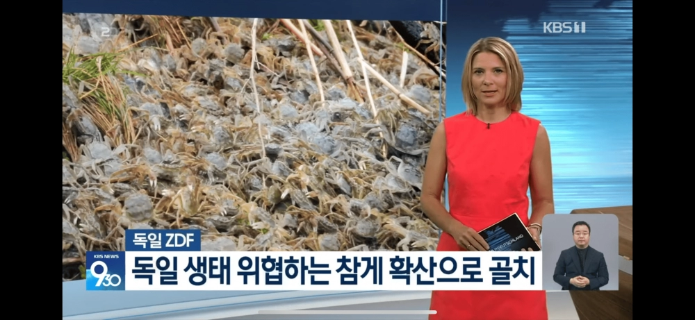 독일, 참게의 습격으로 생태계 위협