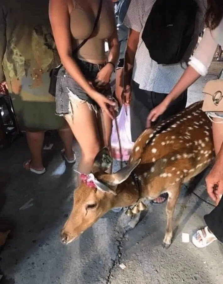 와 사슴 크기 보소