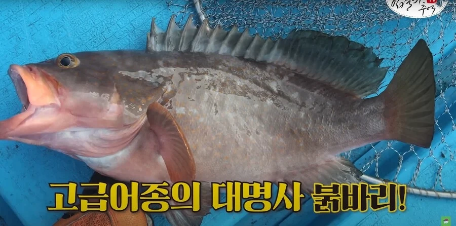 Kg에 20만원이라는 생선