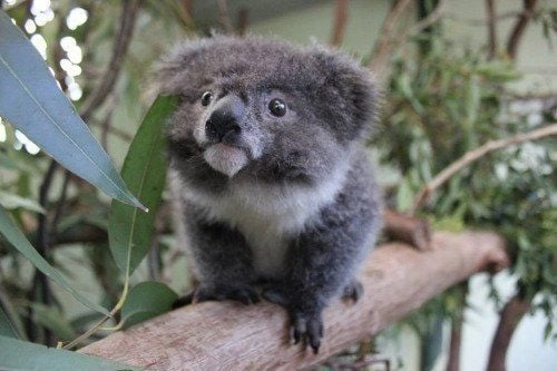 충격적인 새끼 코알라의 실제 모습
