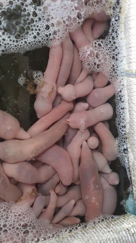 호불호 갈리는 한국 음식