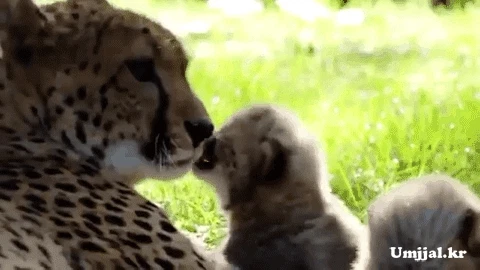 엄마’가 최고인 이유