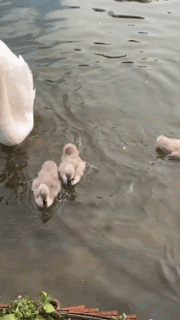 낚시하러 왔다가 울부짖는 아기 백조를 도와주게 된 가족