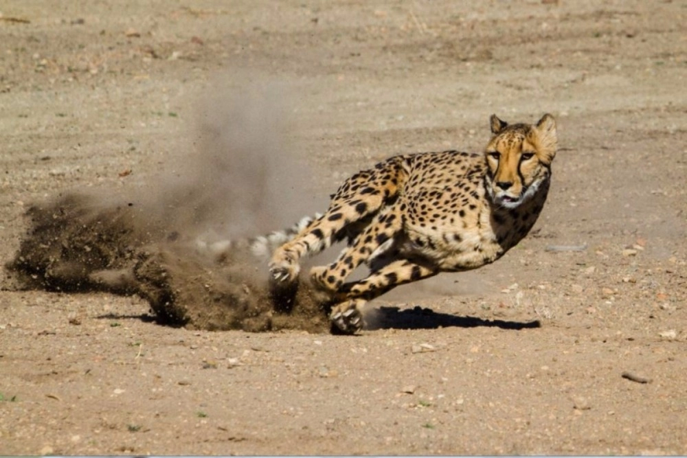 이중 가장 치트키인 동물은