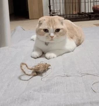 땡글순둥 냥이 (정지화면 아님)