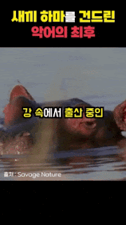 새끼 하마를 건드린 악어의 최후