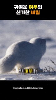 여우의 귀여운 사냥법ㅋㅋㅋ