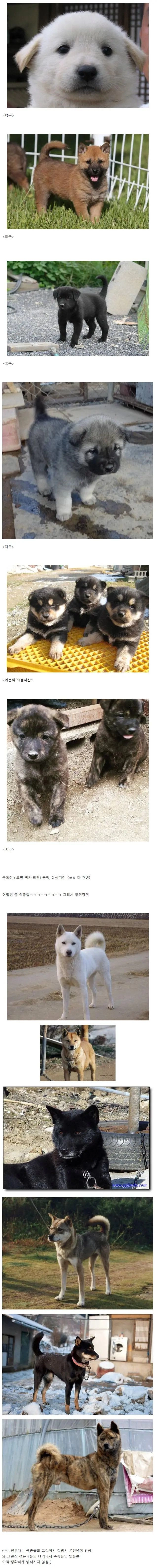 진돗개 품종별 새끼때 생김새