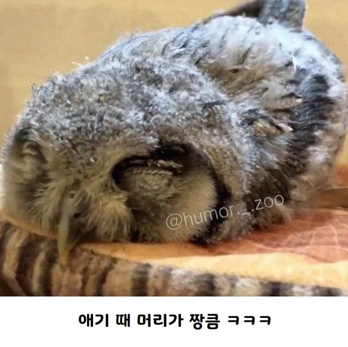 아기 부엉이 올빼미가 누워서 자는 이유