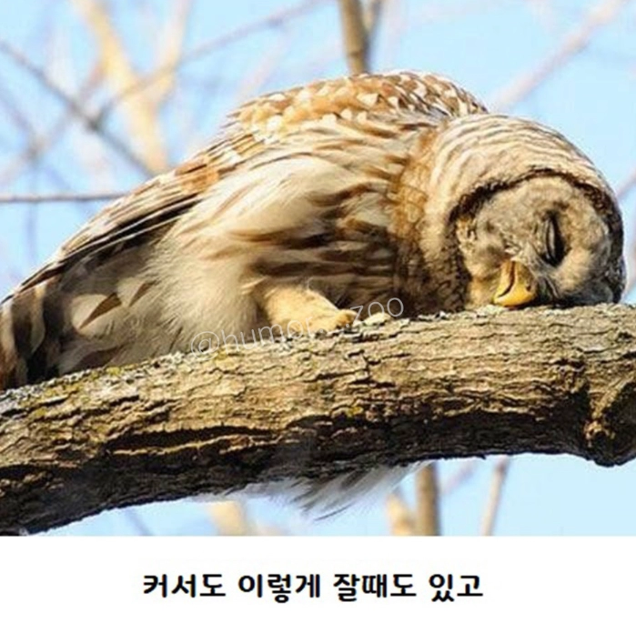 아기 부엉이 올빼미가 누워서 자는 이유