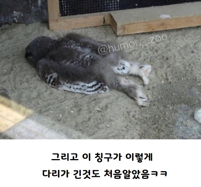 아기 부엉이 올빼미가 누워서 자는 이유