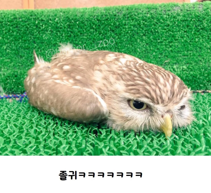 아기 부엉이 올빼미가 누워서 자는 이유