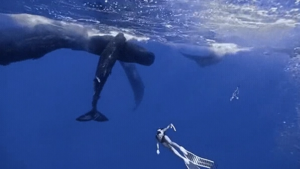 비키니 입고 바다에서 스노클링하는 처자