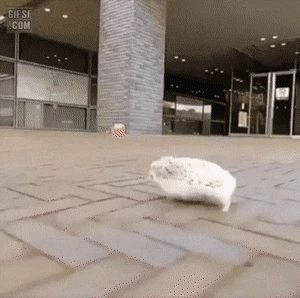 고슴도치의 놀라운 달리기 실력.