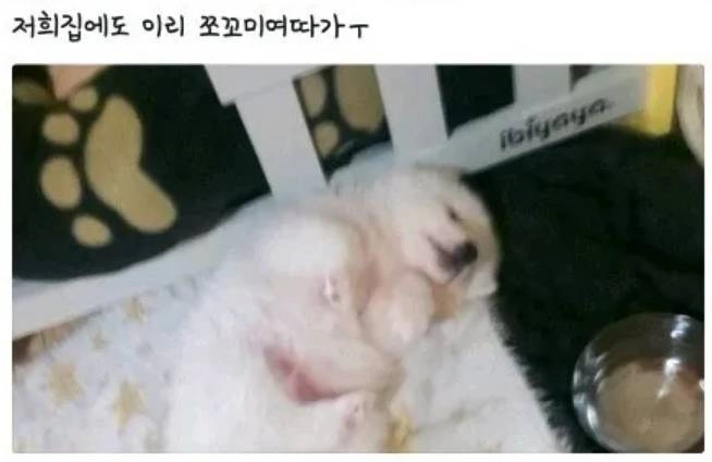 너무 커져버린 우리집 쪼꼬미