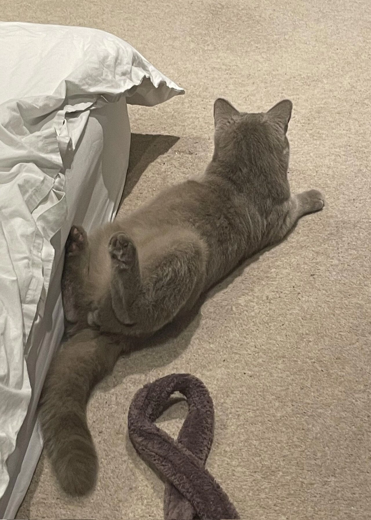 마구 휘는 고양이