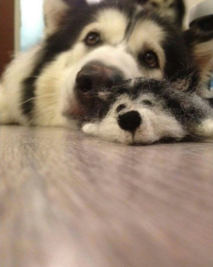 깎은 털로 만든 새끼 말라뮤트