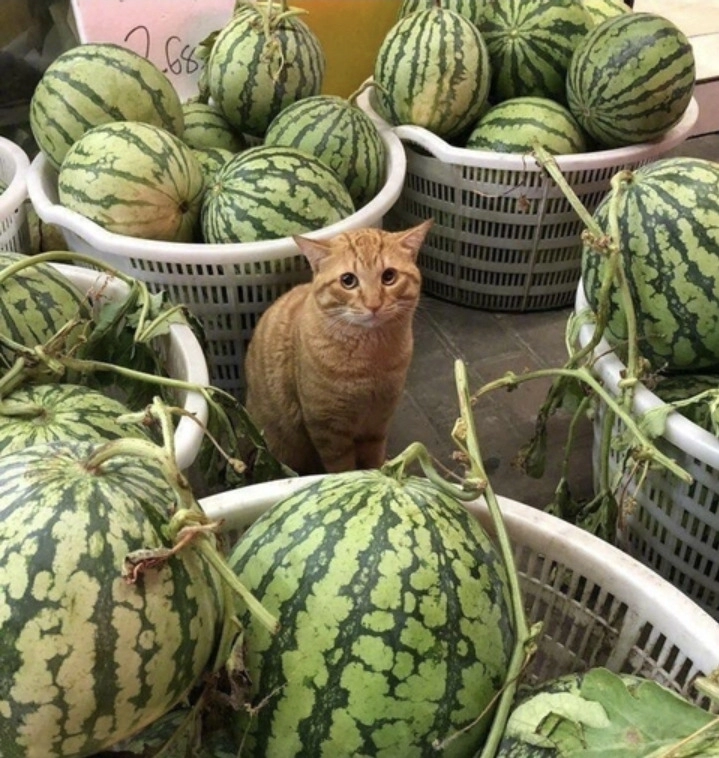 수박이 안팔린다옹...