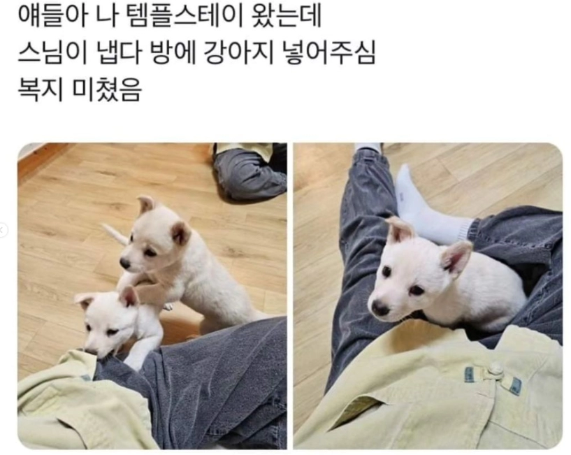 푸라닭 싸대기 후리는 희대의 닭이 나와버림