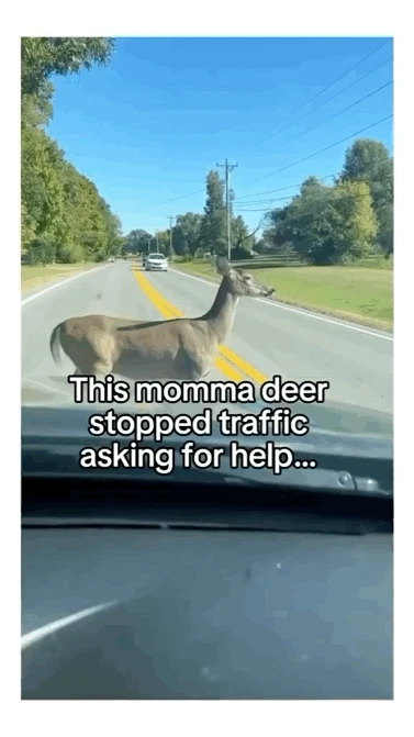 도로를 막고 도움을 요청하는 엄마사슴