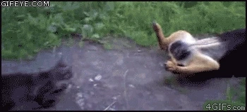 사후경직 레전드.