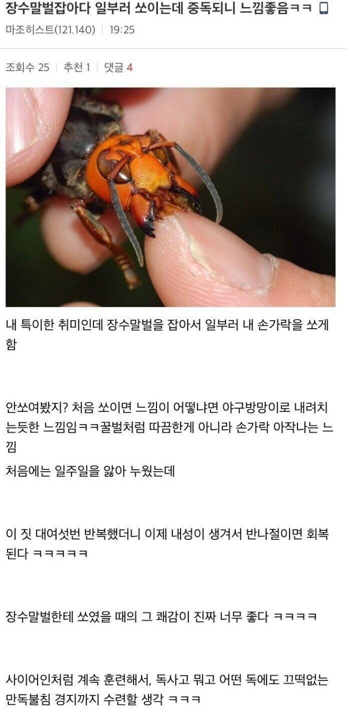 장수말벌 잡아다 일부러 쏘이는데 중독되니 느낌 좋음