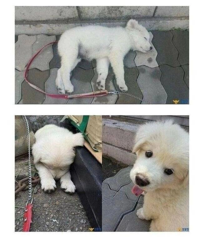 버려진 강아지를 확대한 경찰