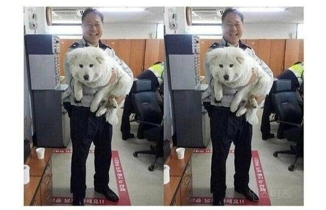 버려진 강아지를 확대한 경찰