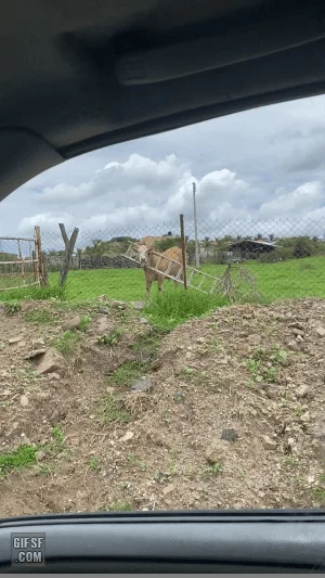 사다리에 머리 낀 소