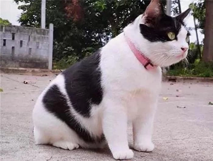 할머니 집에 새끼 고양이를 맡겼는데