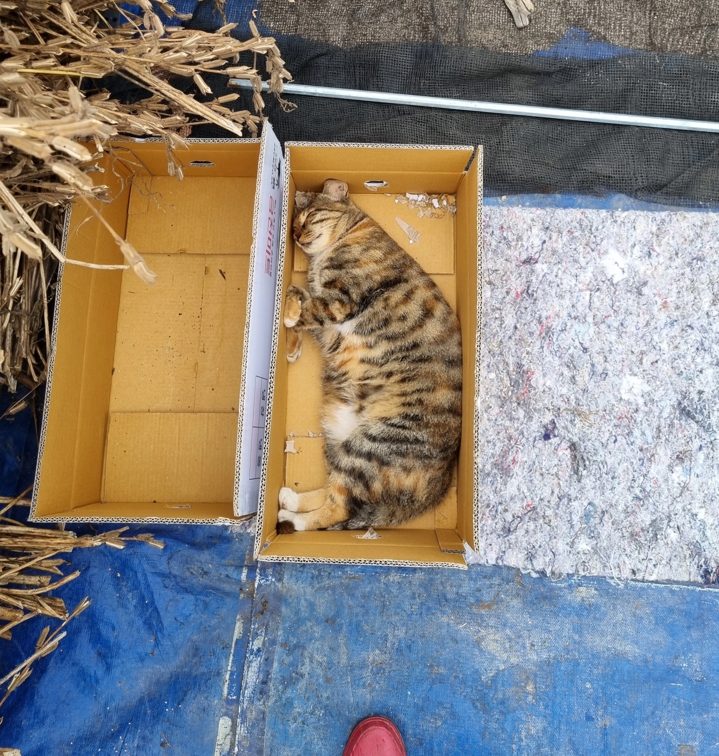 침대는 상자 입니다♡