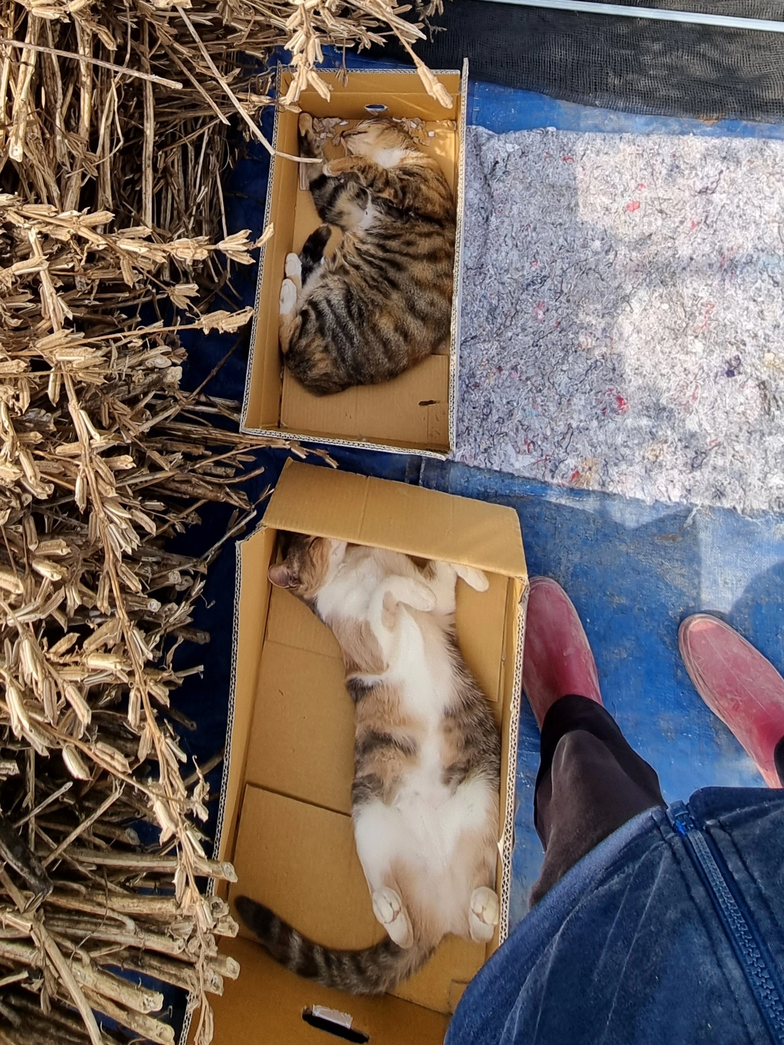 침대는 상자 입니다♡