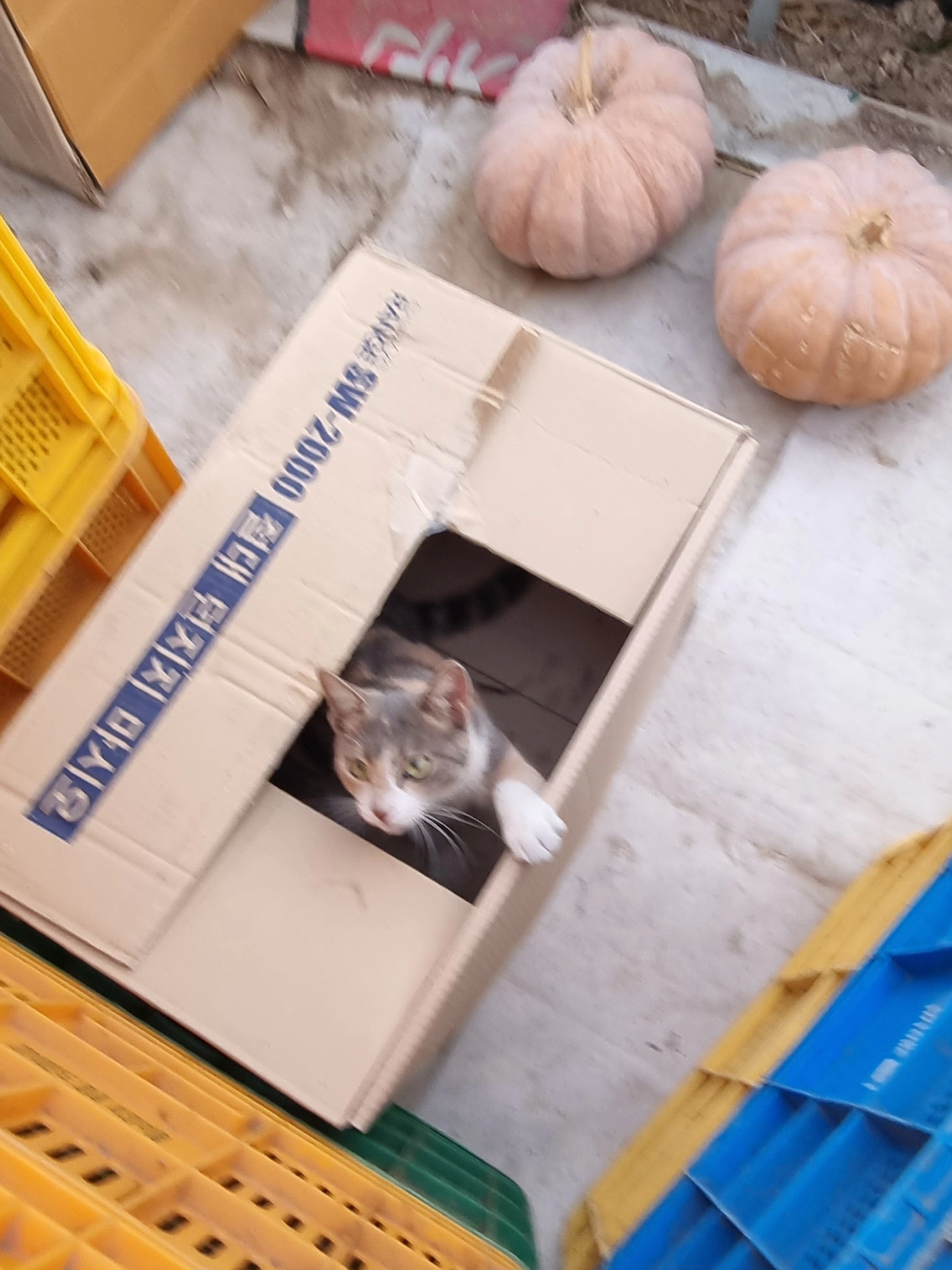 침대는 상자 입니다♡