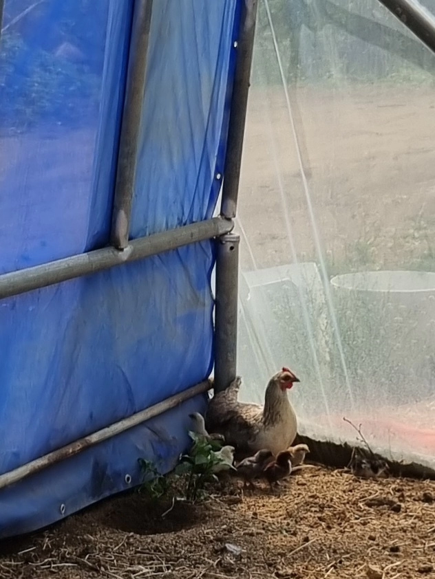 계란이랑 달이 듀엣으로 노래를하면?네글자!!