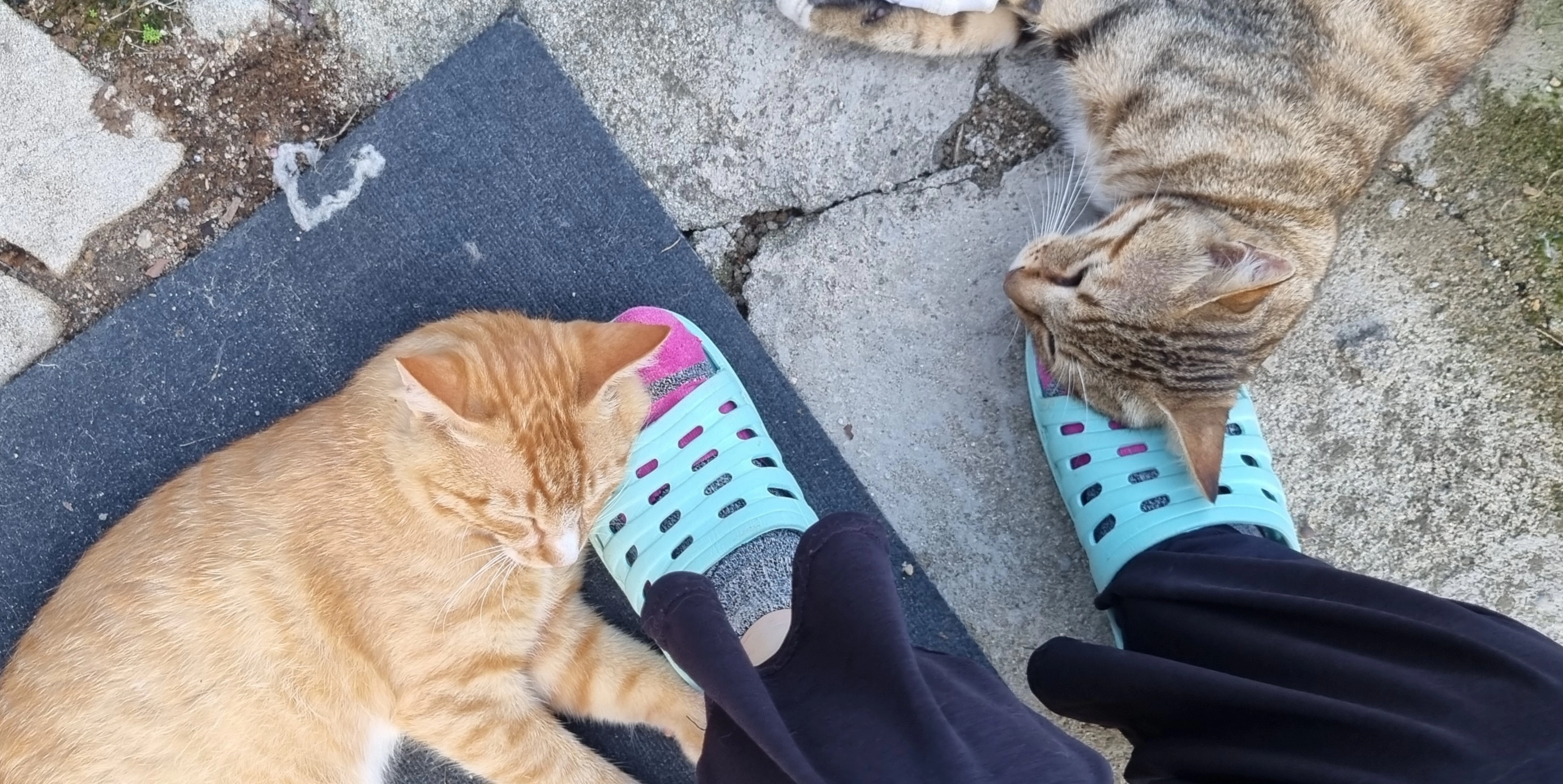 사이좋은 두 고양이